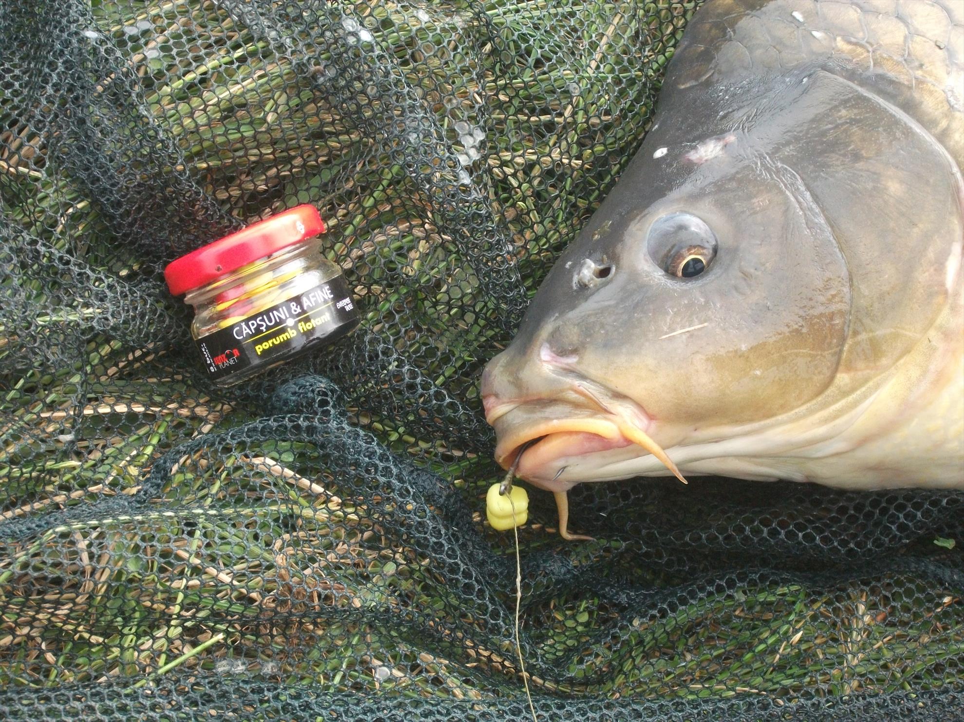 Walter - dscf0581.jpg